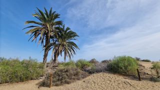 2023-GC--Mapalomas dunas-S123-239.jpg